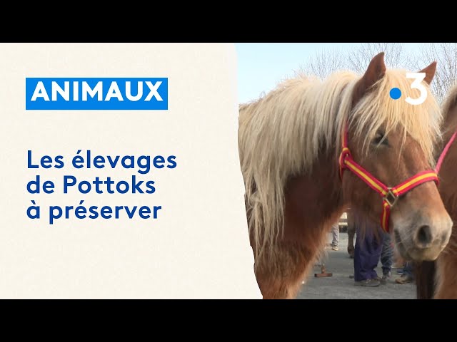 Les élevages de Pottoks à préserver