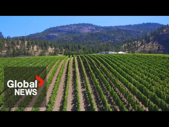 Alberta sends warning letter to BC winemakers