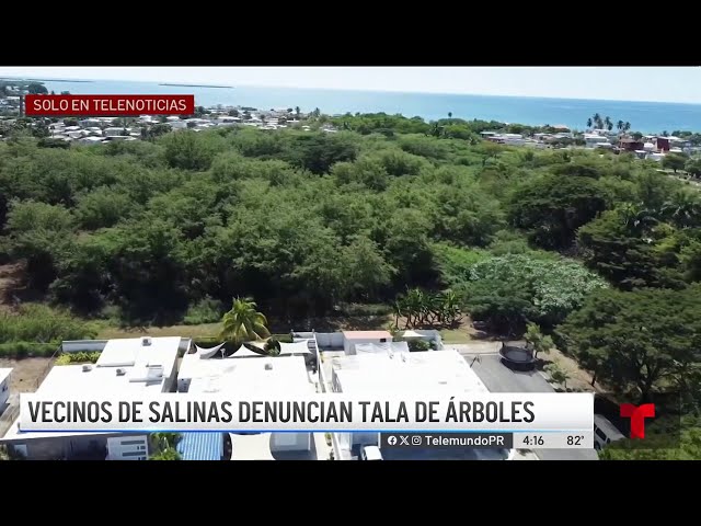 DRNA investiga denuncia por alegada tala de árboles en Salinas