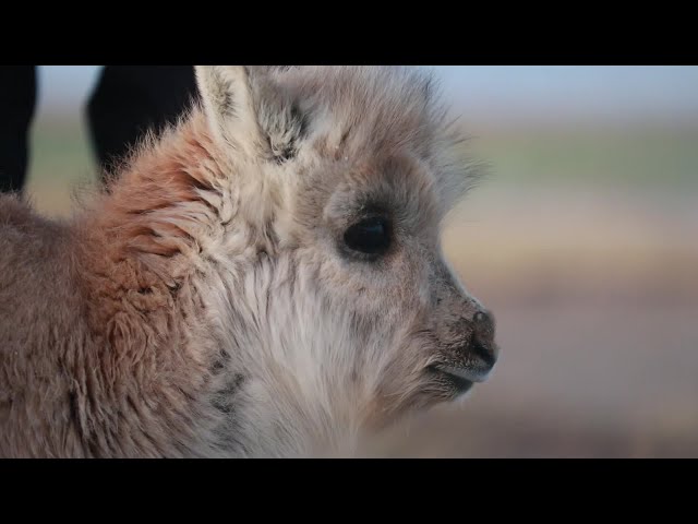 Rescued Tibetan antelopes ready for wilderness training