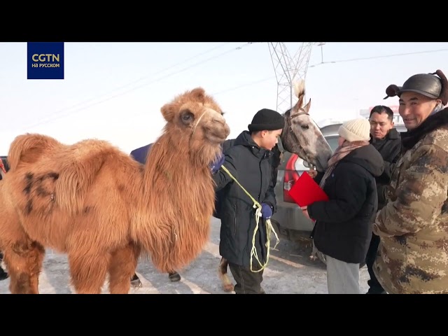 ⁣Конные скачки в городе Урумчи