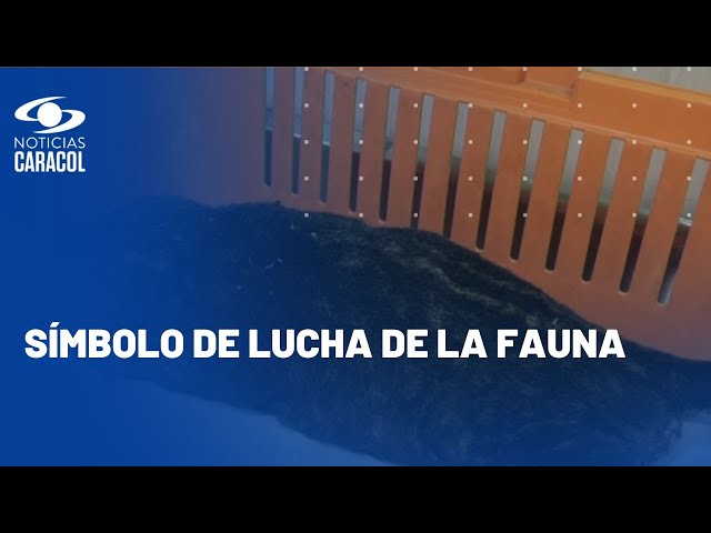 "Está dando la lucha": veterinarios intentan salvar a guagua loba víctima de incendio fore