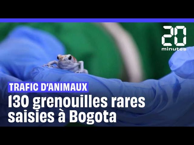 Bogota : Une Brésilienne arrêtée pour trafic de 130 grenouilles venimeuses en voie de disparition