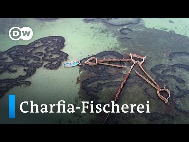 Hat Tunesiens nachhaltige Charfia-Fischerei noch eine Zukunft? | DW Nachrichten