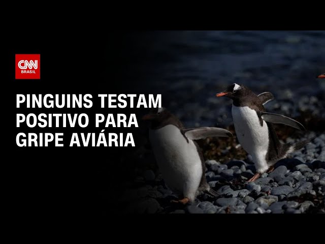 ⁣Pinguins testam positivo para gripe aviária | LIVE CNN