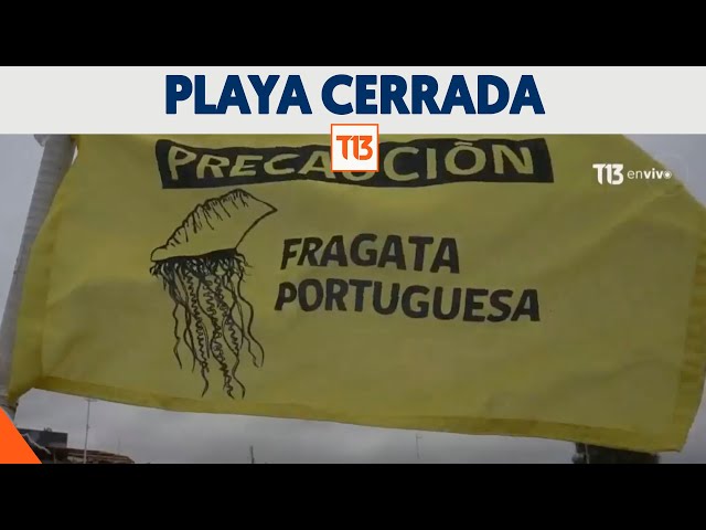 Prohibición de bañarse en playa de Tongoy por presencia de fragata portuguesa