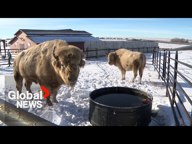 Rare white bison pair becomes “sign of hope” for Alberta First Nation