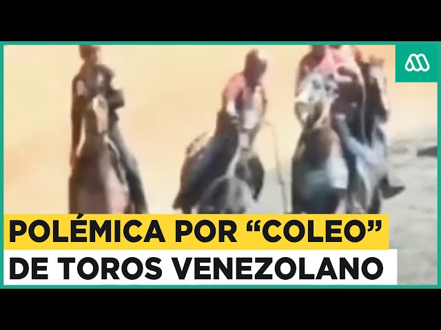 Polémica por "coleo" de toros: Tradición venezolana genera controversia en Chile