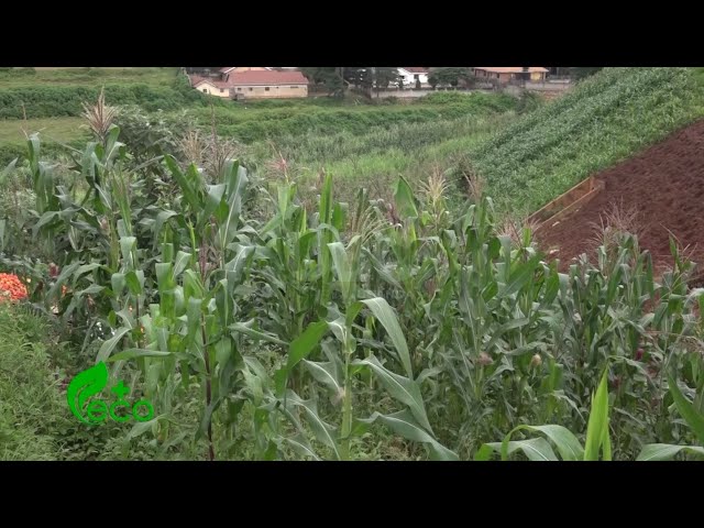 Eco plus - Organic Agriculture