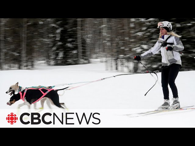 Skijoring is a treat for dog lovers and the sport is growing