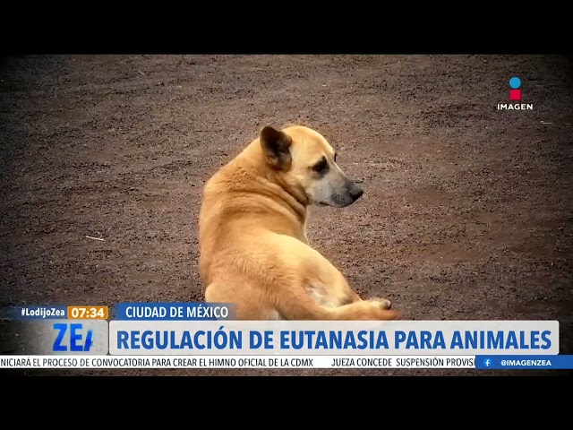 Jesús Sesma aprueba la regulación de la eutanasia para animales