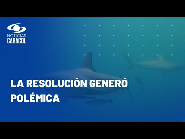 Nueva resolución permite pesca accidental de 11 especies de tiburones y algunas rayas en Colombia