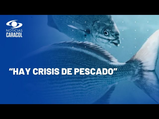 Alerta ante posible reducción de peces por fenómeno de El Niño: ¿qué pasa si una especie desaparece?