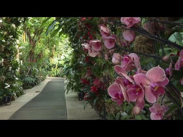 NO COMMENT | El Festival de Orquídeas de Londres celebra Madagascar con 5.000 flores