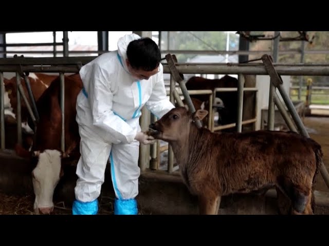⁣Китайские учёные успешно клонировали редкую породу коров
