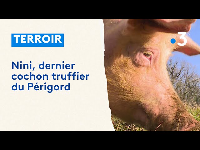 ⁣La récolte des truffes avec un cochon truffier en Périgord