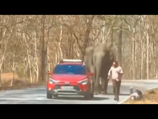 Tourists run from rampaging elephant as photo opportunity nearly turns fatal