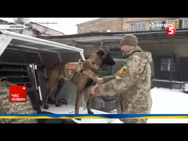 ⁣Хвостаті розмінувальники! ⚡Саперам не впоратися без чотирилапих помічників під час пошуку вибухівки