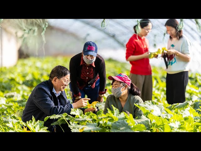 La Chine publie le document No.1, traçant une feuille de route sur la revitalisation rurale globale