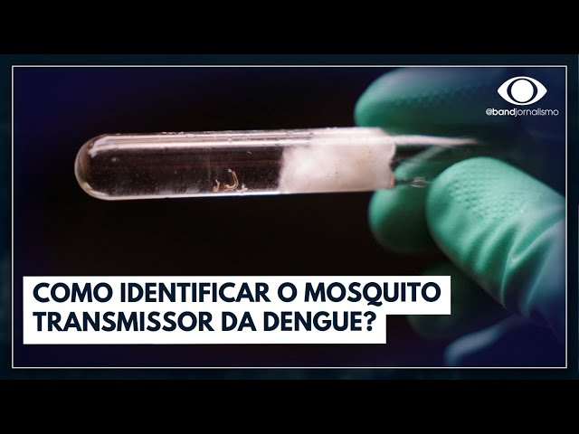 Como identificar o mosquito transmissor da dengue?