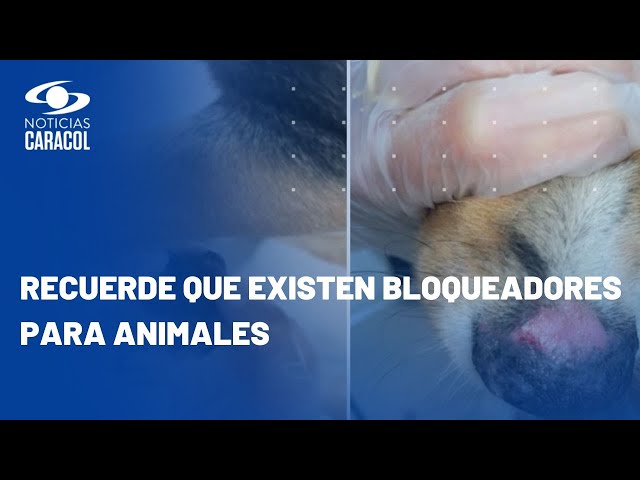 Las mascotas también pueden quemarse si reciben mucho sol: siga estas recomendaciones