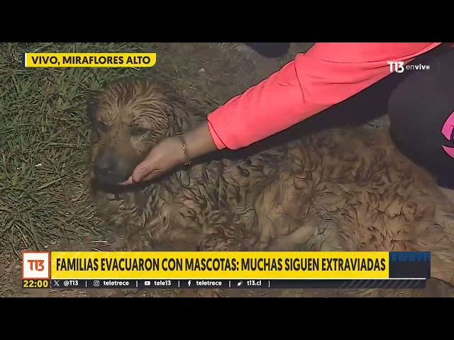 Familias evacuaron con mascotas: Muchas siguen extraviadas