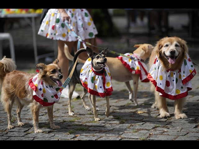 ⁣ОГО! Карнавал в Ріо. Парад собак! Brazil's dog carnival parade