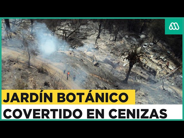 “Daño es irreversible”: Jardín Botánico de Viña del Mar fue destruido por completo