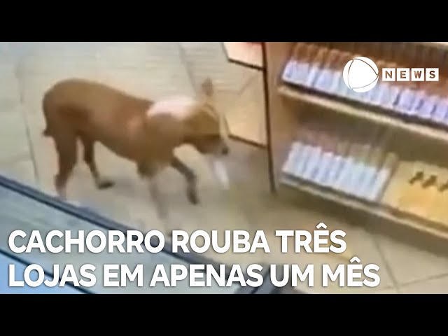 Cachorro rouba três lojas em apenas um mês