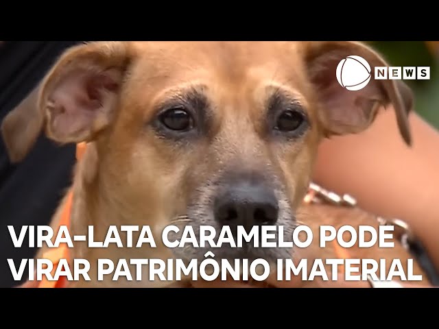 ⁣Vira-lata caramelo pode virar patrimônio imaterial