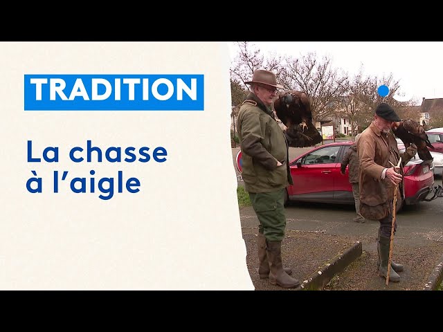 L'aigle chasse les lièvres, chevreuils et renards