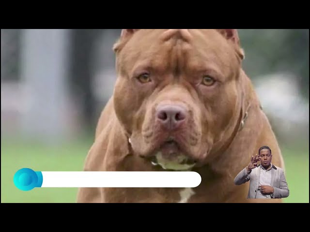 Infante de 8 años, nueva víctima de perro pitbull