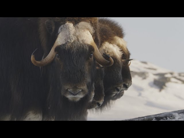 Le boeuf musqué à la conquête du Nunavik | La semaine verte