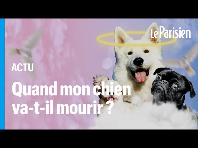 Quelles races de chiens vivent le plus longtemps ?