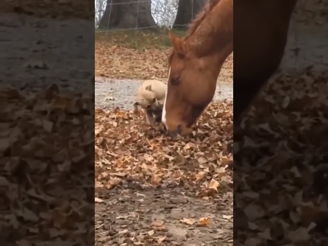 ¡Que enchule! Debemos de aprender del amor de los animales.