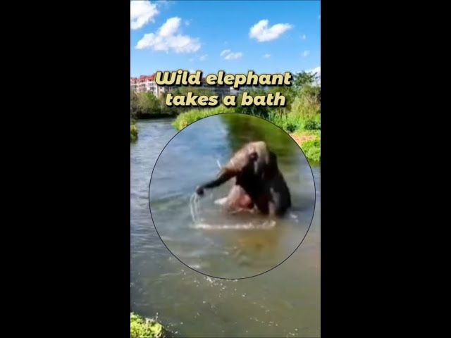 Wild elephant spotted taking bath in China's Yunnan