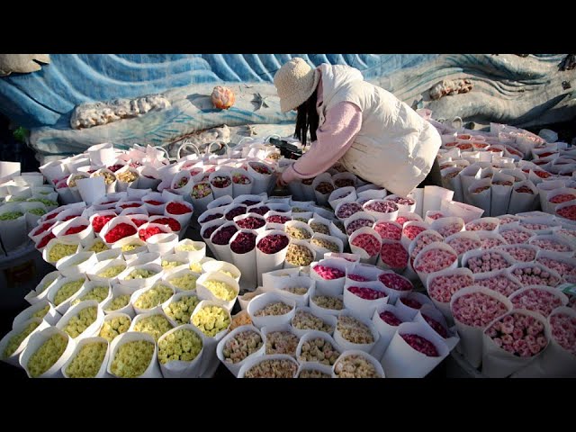 Les producteurs de fleurs du sud-ouest de la Chine se préparent pour la Fête du Printemps