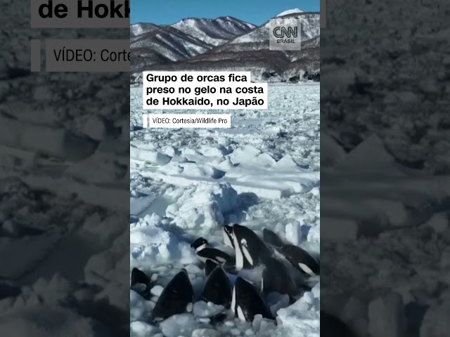 #Shorts - Grupo com 10 orcas fica preso no gelo flutuante no norte do Japão