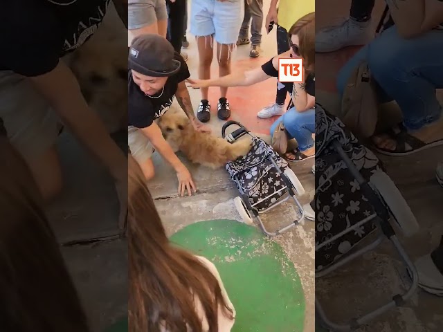 Emotivo reencuentro de joven con su perrito tras incendios en Valparaíso