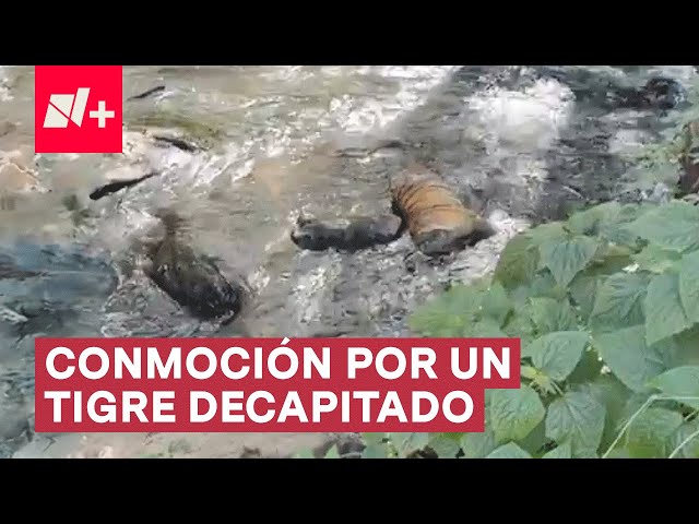 Hallan a un tigre decapitado en Valle de Bravo - N+