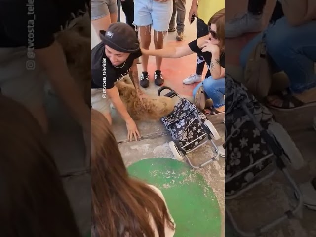 Hombre se encuentra con su perro luego de incendios en Chile