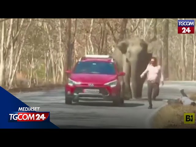 India, inseguiti dall'elefante per... un selfie