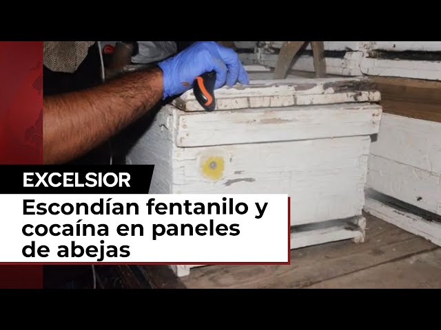 Sinaloa: Transportaban pastillas de fentanilo y cocaína en panales de abejas