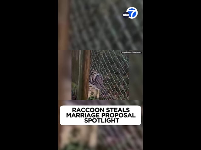 Raccoon steals marriage proposal spotlight