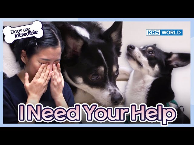 Mom, I Need Your Help [Dogs are incredible : EP.205-3] | KBS WORLD TV 240206