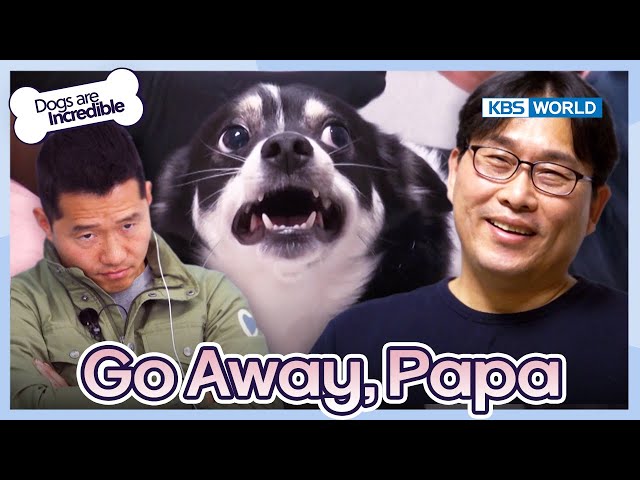 Go Away, Papa [Dogs are incredible : EP.205-1] | KBS WORLD TV 240206