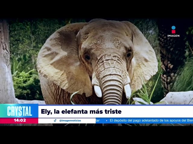 Continúa la lucha por la libertad de Ely