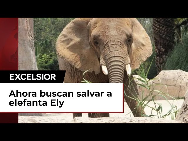 Tras el rescate de Benito, ahora buscan salvar a elefanta Ely