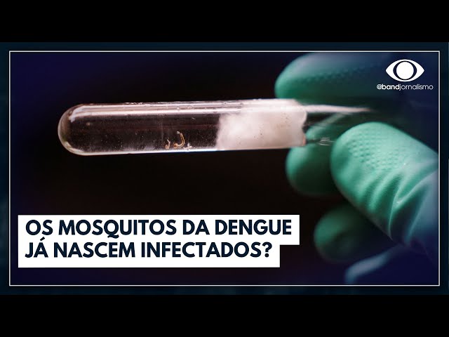 Os mosquitos da dengue já nascem infectados? Entenda | Band em alta