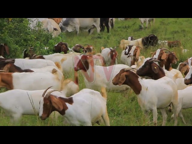 Farmers will be required to vaccinate their herds annually